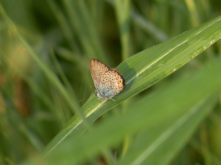identificazioni varie